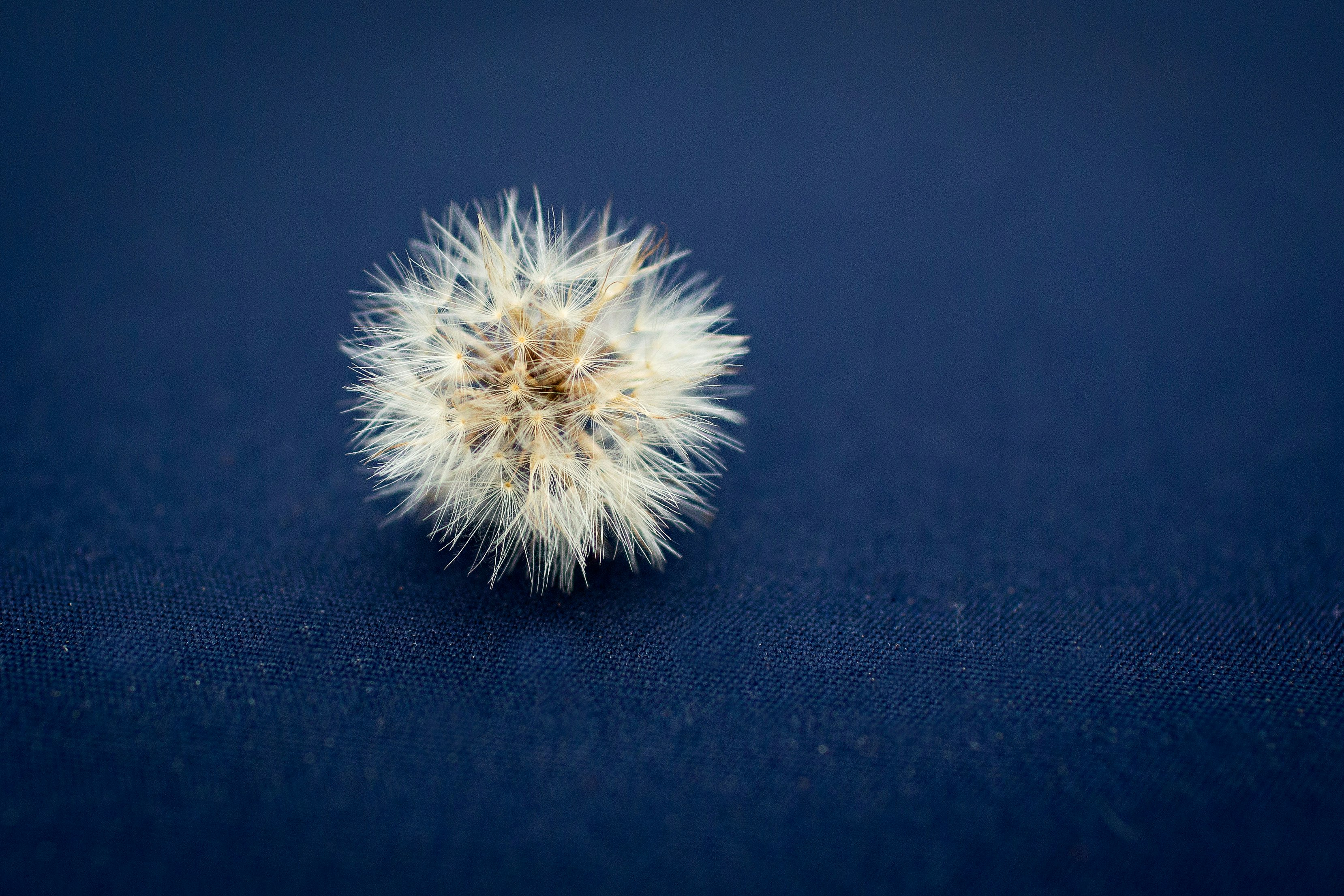 dandelion leaf